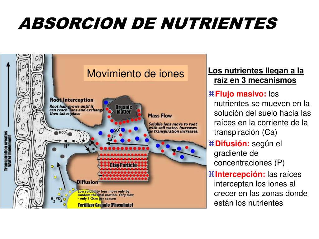 PPT LOS NUTRIENTES Y SU DISPONIBILIDAD PowerPoint Presentation, free