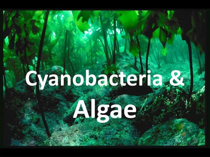 PPT Cyanobacteria & Algae PowerPoint Presentation ID5407548