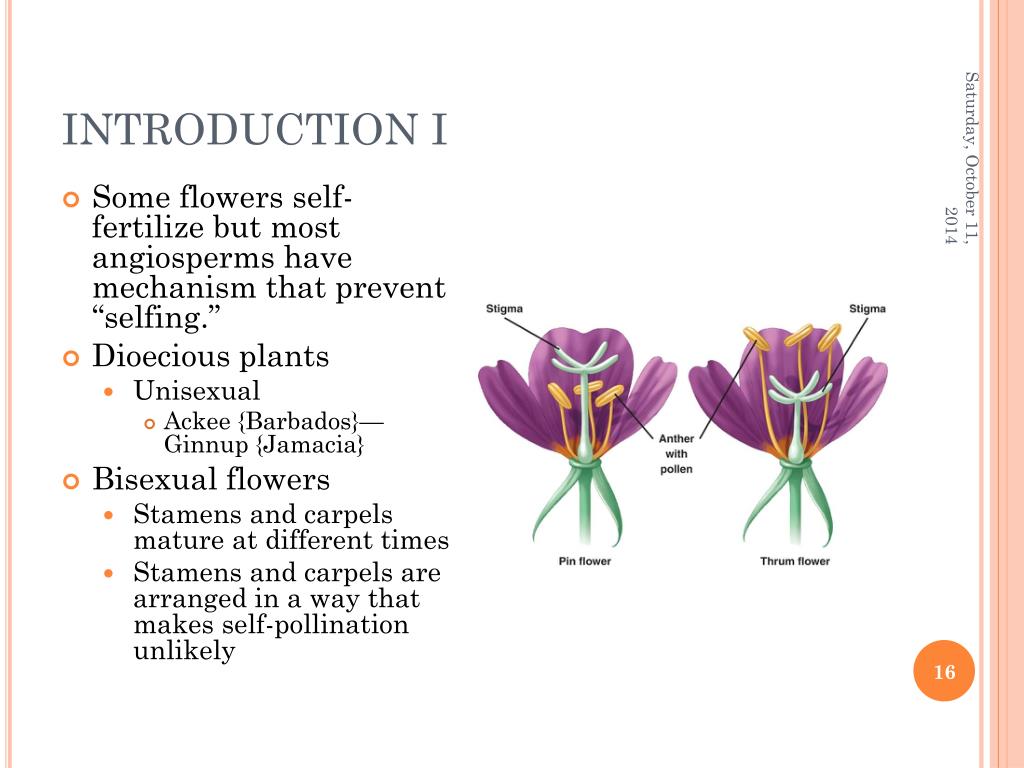 PPT THE LIFE CYCLE OF ANGIOSPERMS PowerPoint