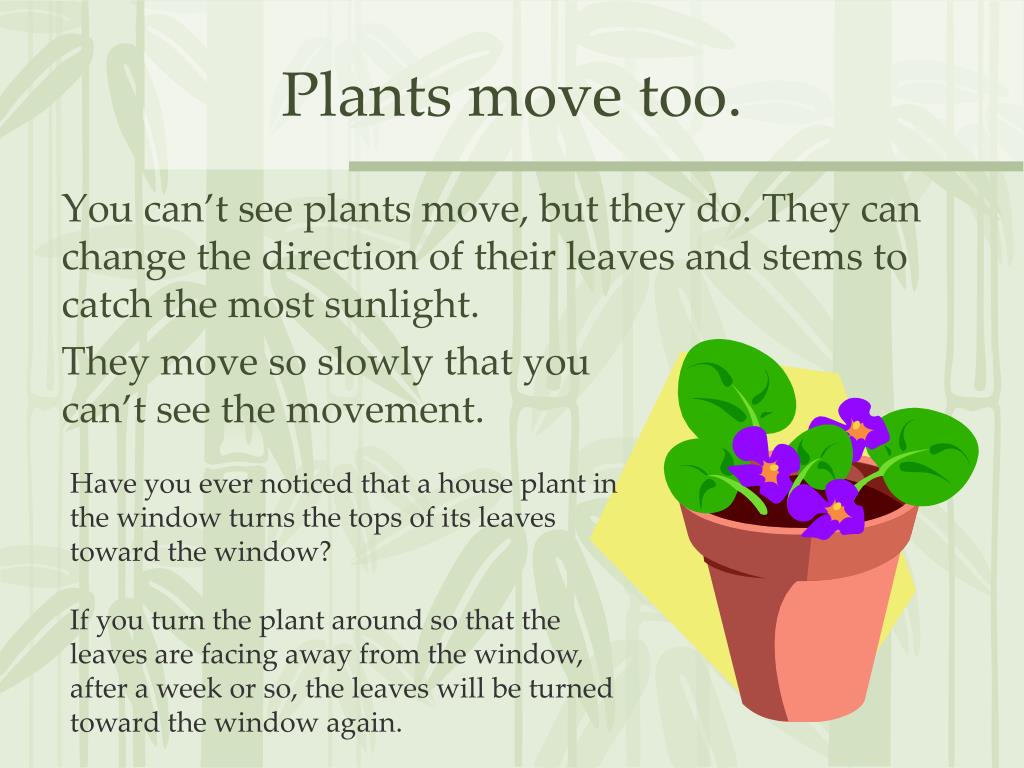 PPT How Plants Live PowerPoint Presentation, free download ID5408390