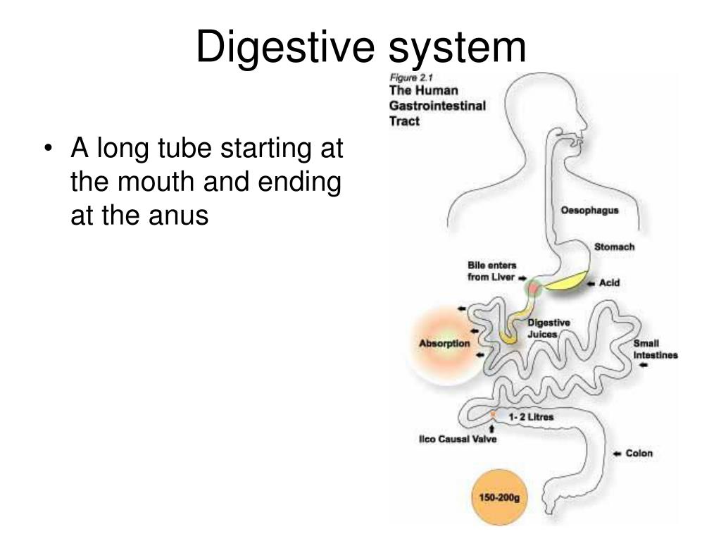 PPT Digestive System & Diet PowerPoint Presentation, free download