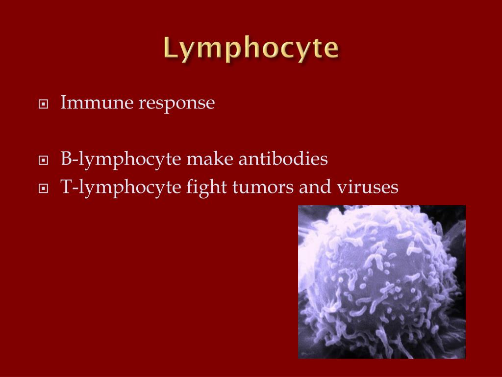 PPT Circulatory system PowerPoint Presentation, free download ID