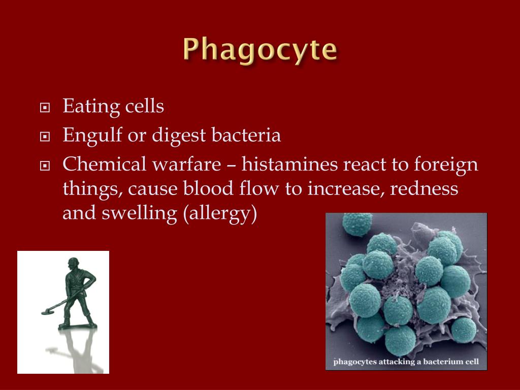 PPT Circulatory system PowerPoint Presentation, free download ID