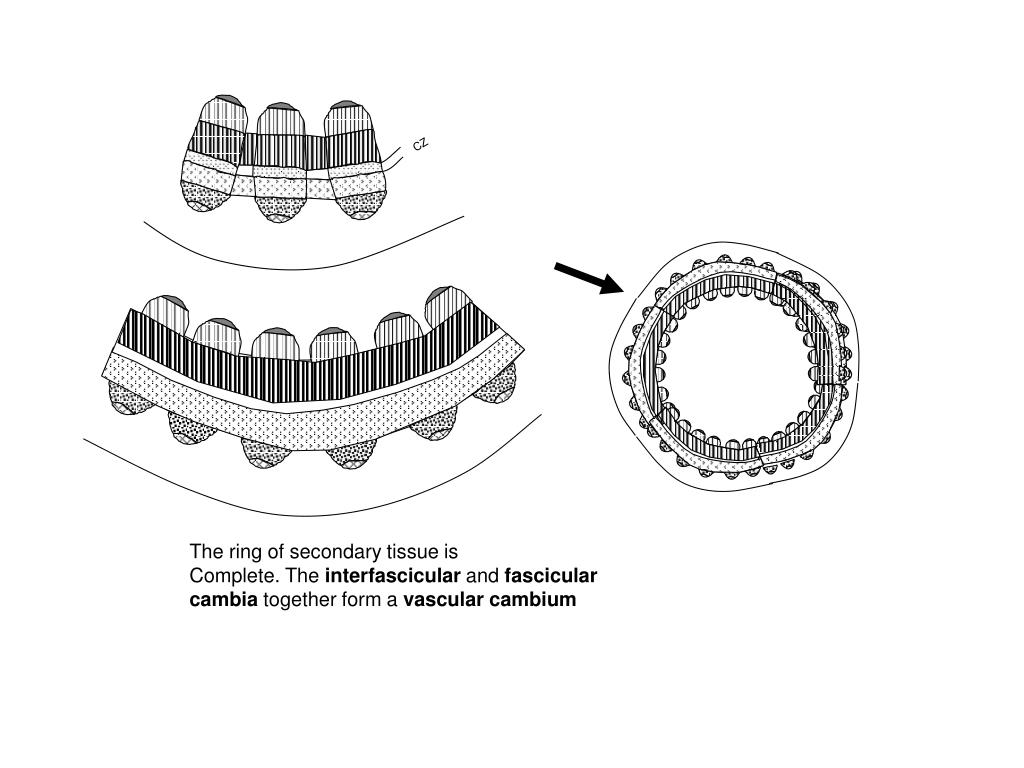 PPT The Vascular Cambium PowerPoint Presentation, free download ID