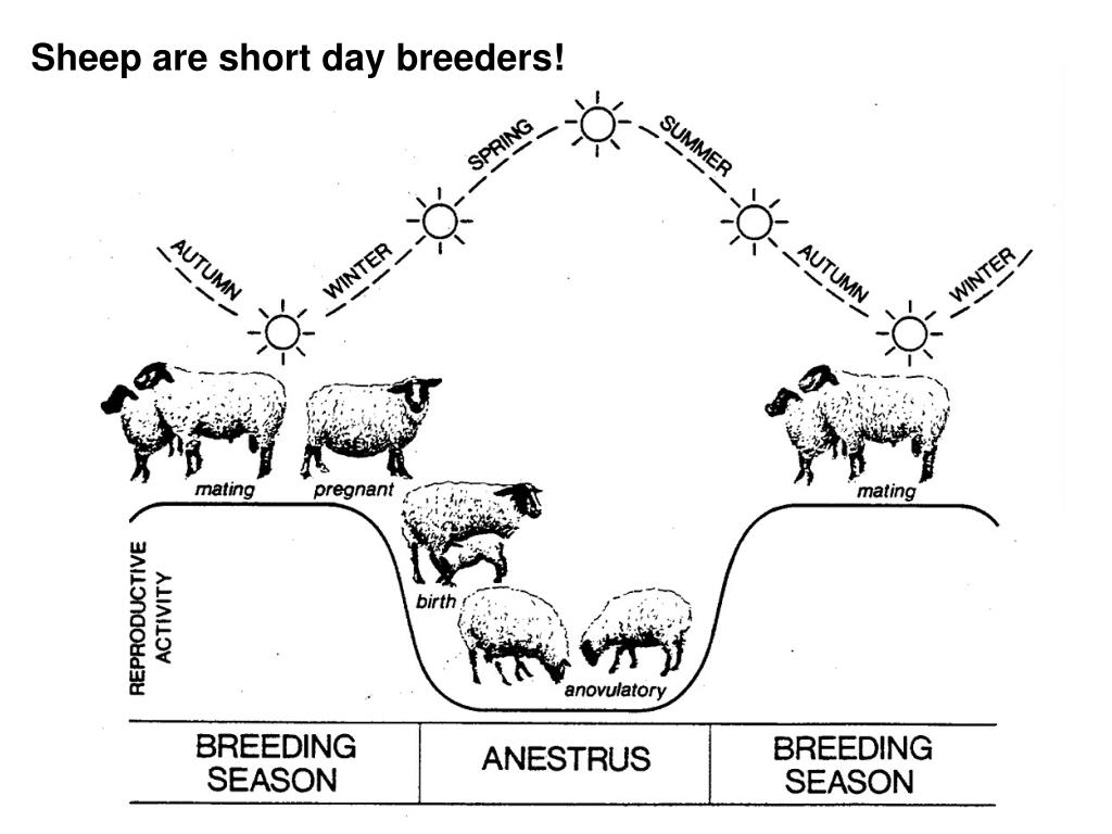 PPT Animal Science 434 PowerPoint Presentation, free download ID