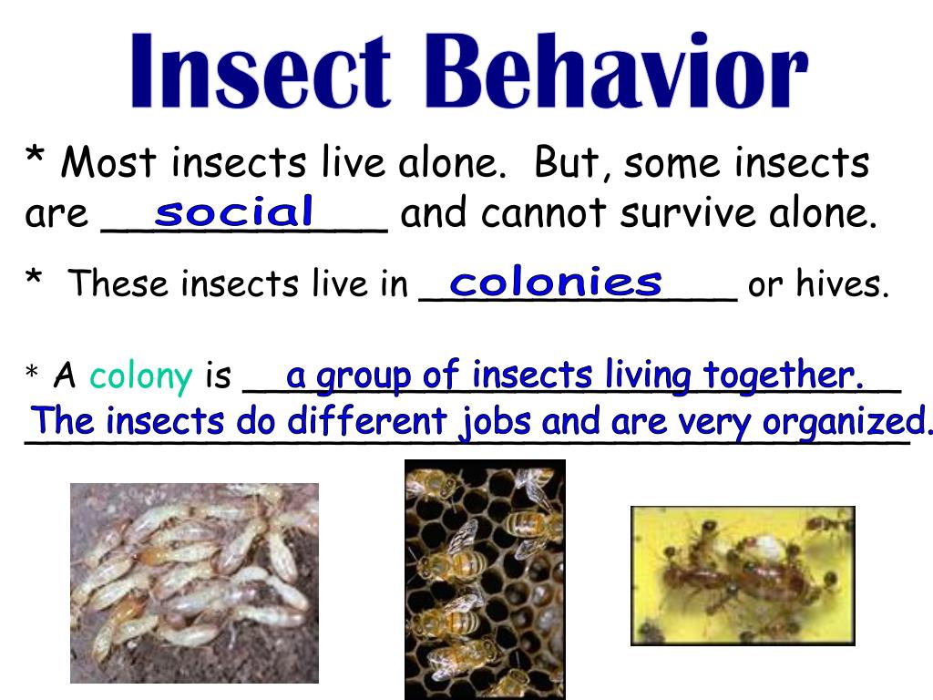 PPT Arthropods PowerPoint Presentation, free download ID5415801