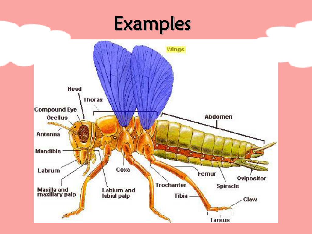 PPT - Insects PowerPoint Presentation, free download - ID:5415900