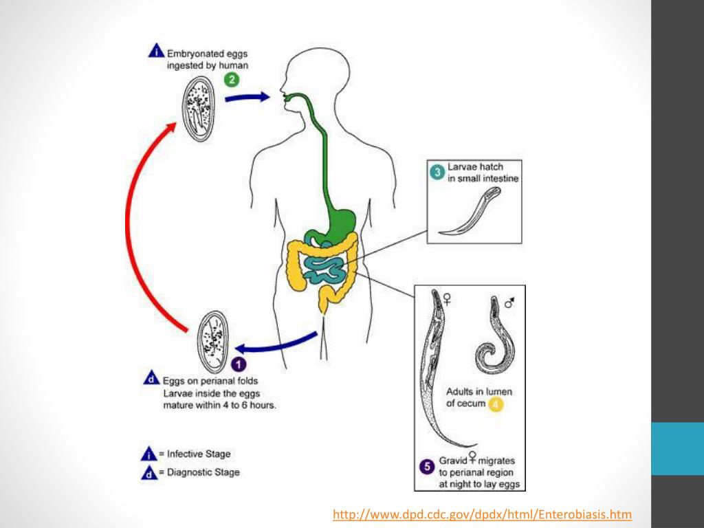PPT Parasitologi Tarmparasiter Maskar PowerPoint Presentation, free
