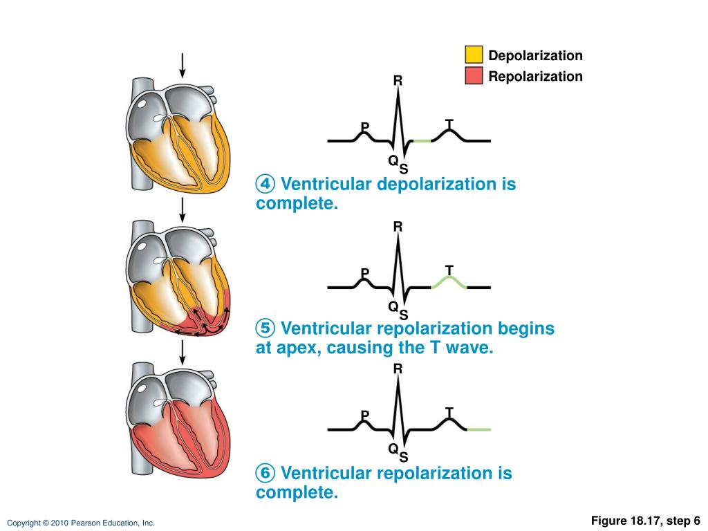 PPT Cardiac Muscle Contraction PowerPoint Presentation, free download ID5417394