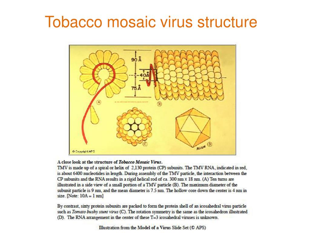 PPT Tobacco mosaic virus PowerPoint Presentation, free download ID