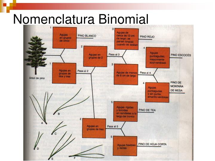 PPT Como se originan los seres vivo j PowerPoint Presentation ID