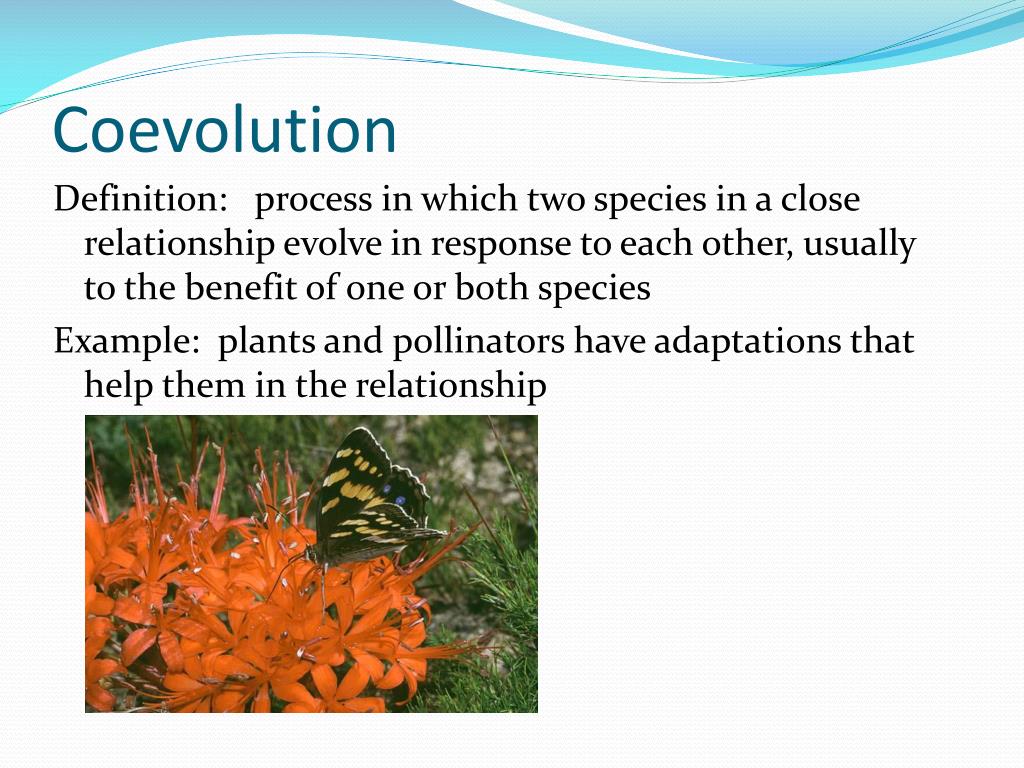 PPT Species Interactions Chapter 8, Sections 2 PowerPoint Presentation ID5419155