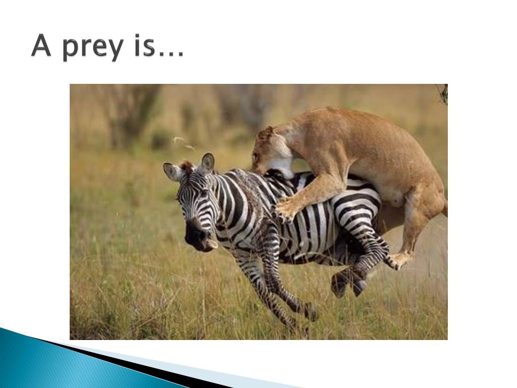 PPT Unit 12 Vocabulary PowerPoint Presentation, free download ID