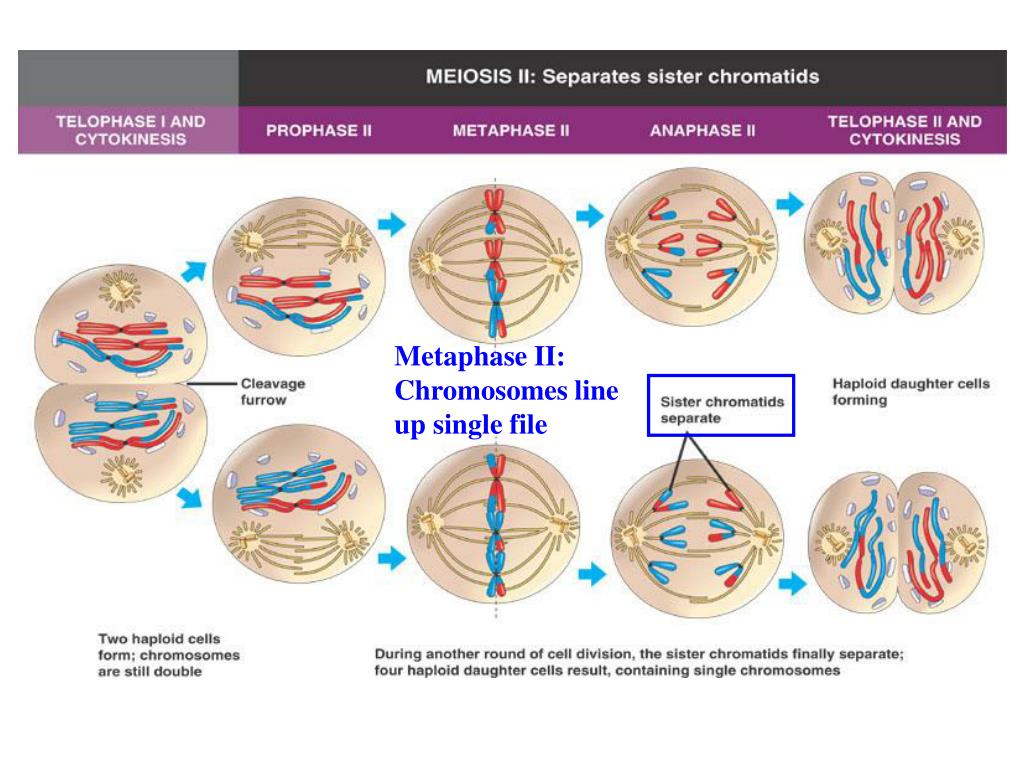 PPT Meiosis PowerPoint Presentation, free download ID5420046