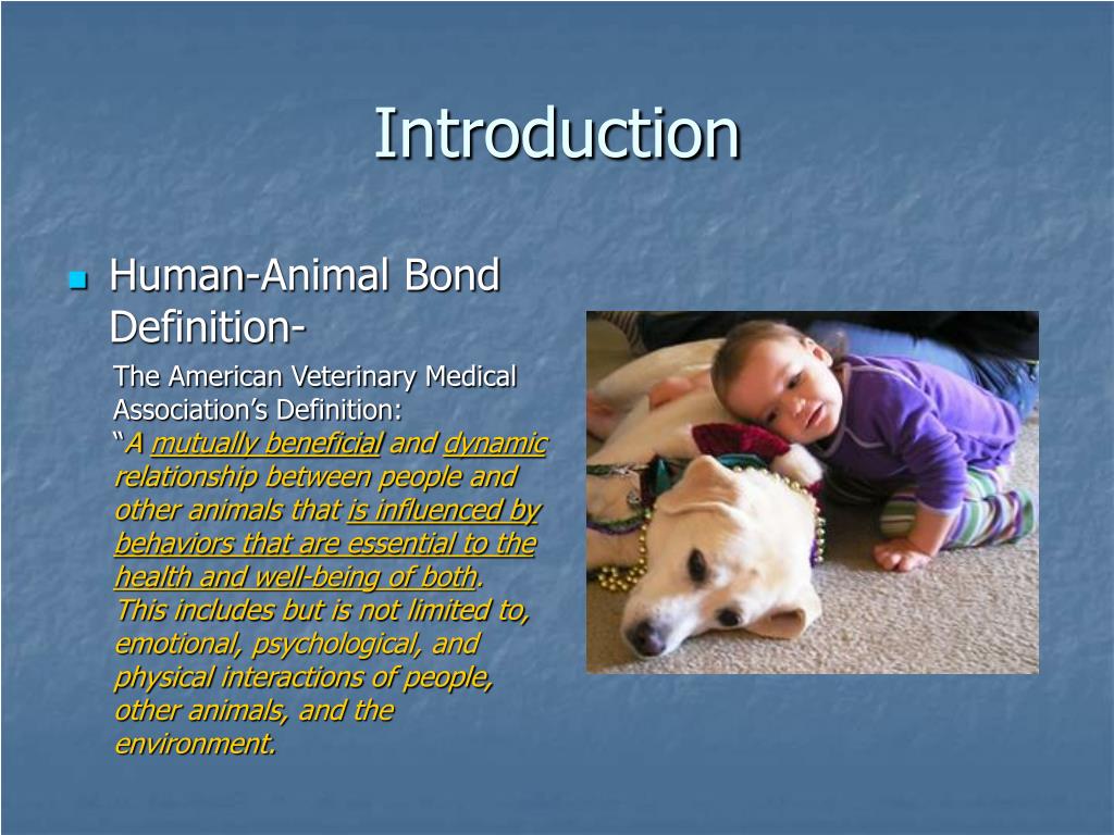 PPT The HumanAnimal Bond PowerPoint Presentation, free download ID