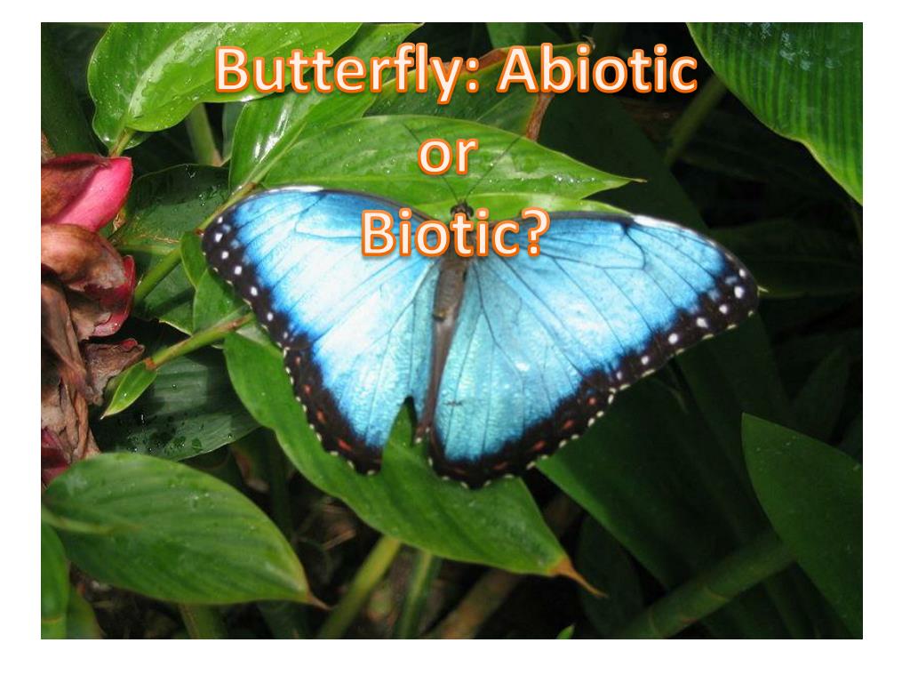 PPT Is a PorkChop Biotic or Abiotic ? PowerPoint Presentation, free