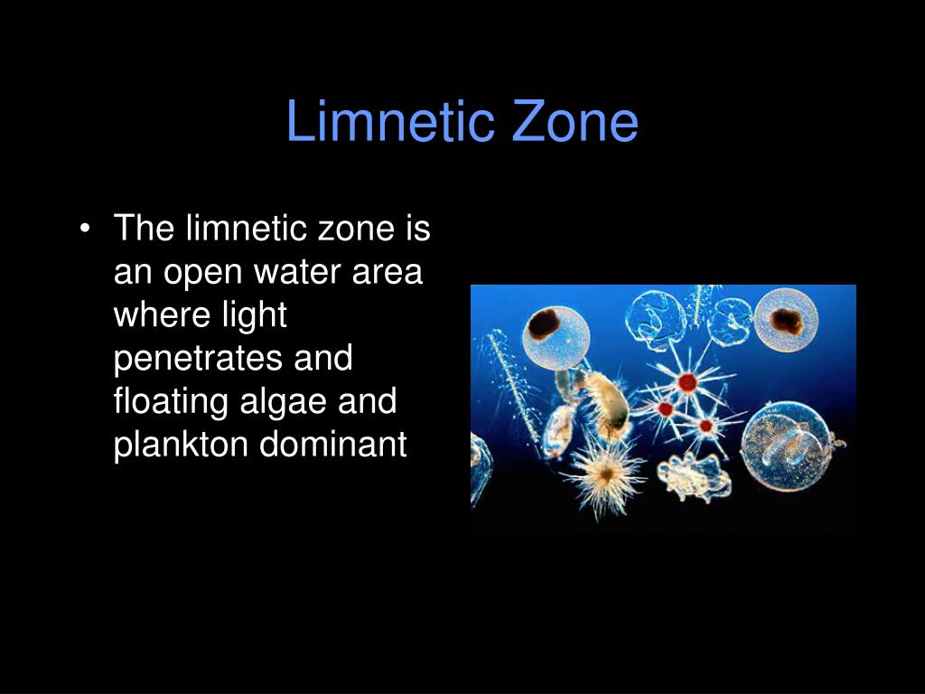 PPT Pond Ecosystems PowerPoint Presentation, free download ID5422631