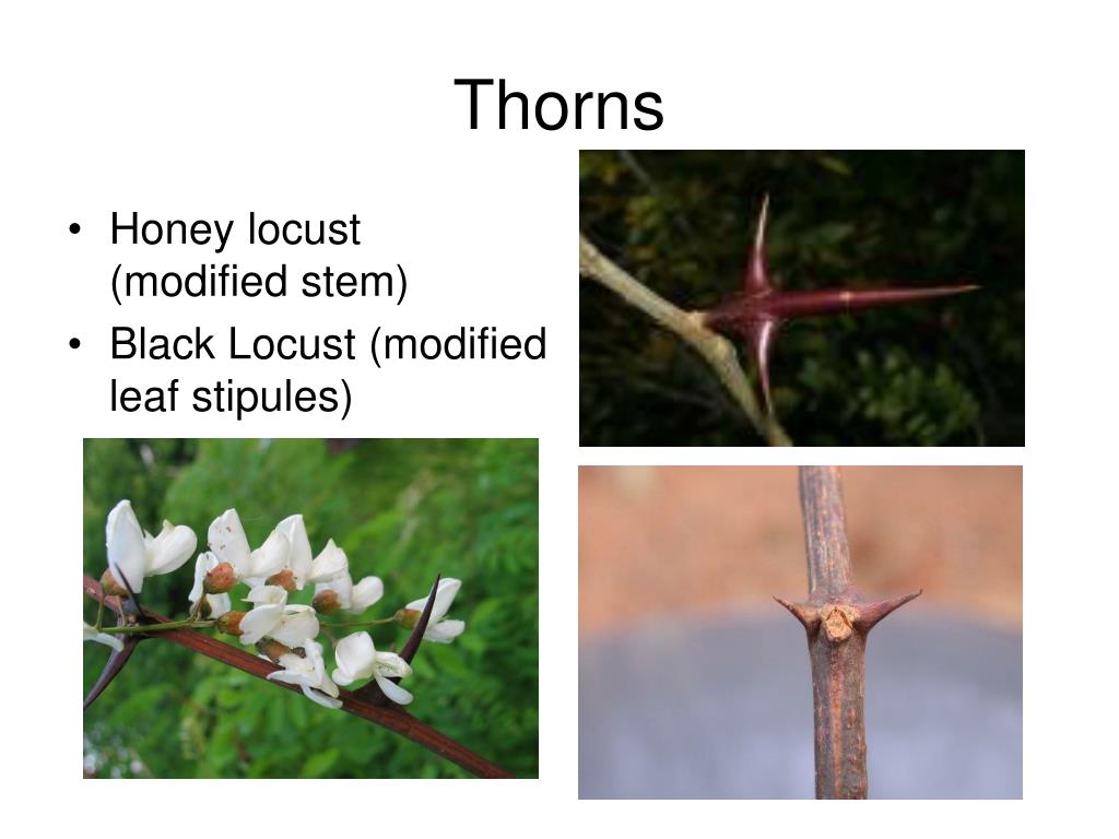 PPT STEMS FORM & FUNCTION PowerPoint Presentation, free download ID5428079