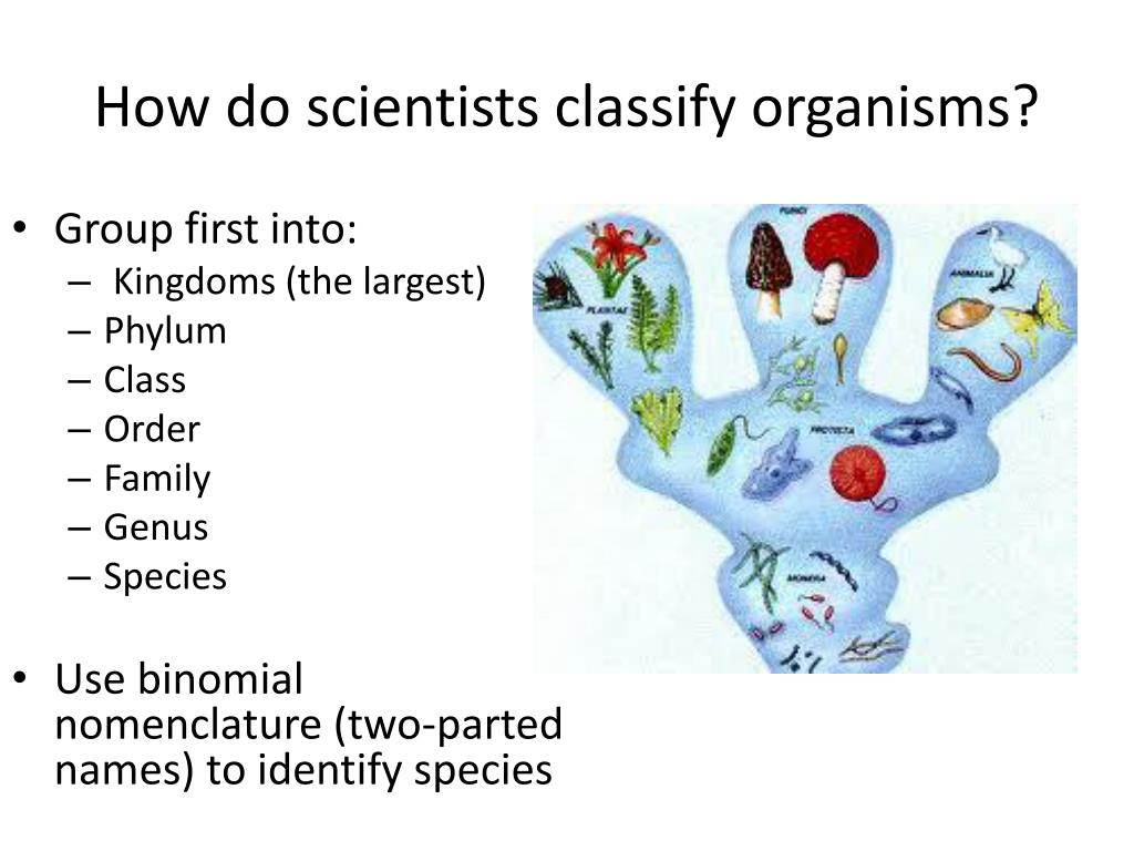 PPT Classification PowerPoint Presentation, free download ID5428443