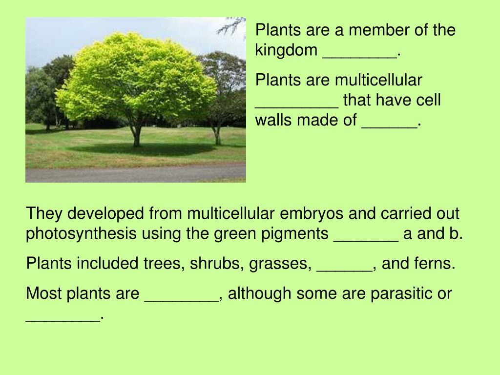 PPT INTRODUCTION TO PLANTS OBJECTS 22.1 Explain what a plant is. Describe what plants need to
