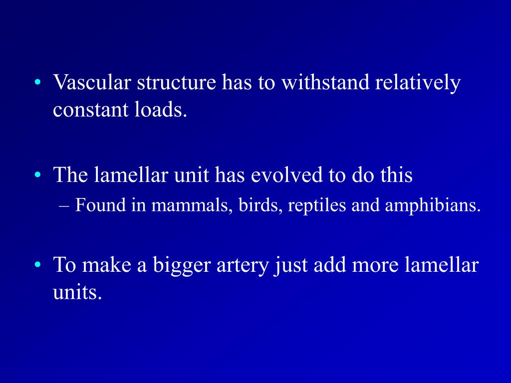 PPT Structure function relationships in arteries PowerPoint