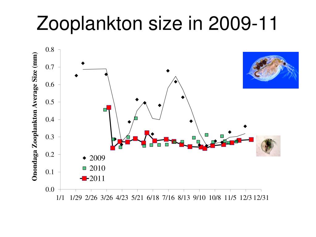 PPT Lower trophic levels and alewife in Onondaga Lake 2011 PowerPoint
