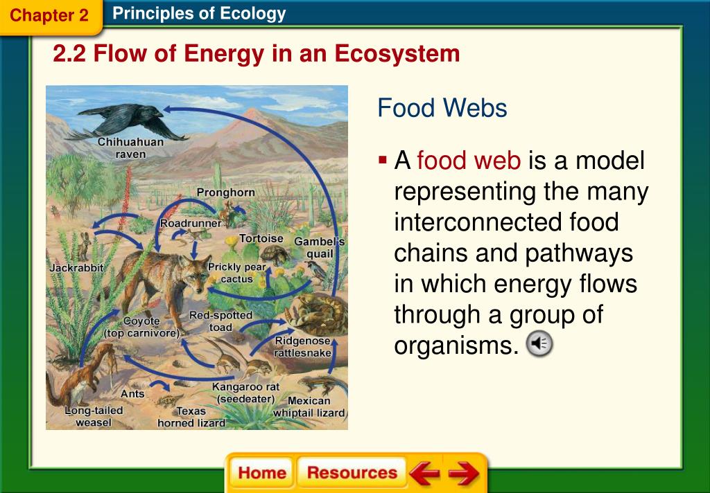 Ecological levels: from individuals to ecosystems Khan Academy