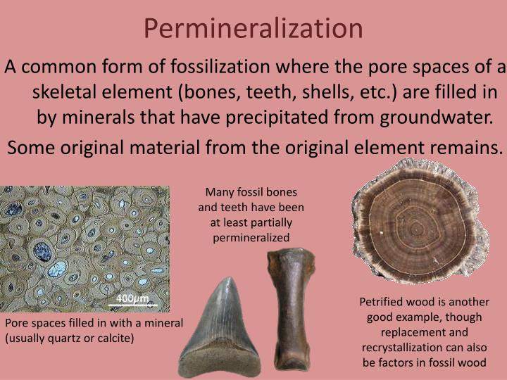 PPT The Fossilization Flow Chart PowerPoint Presentation ID5454856