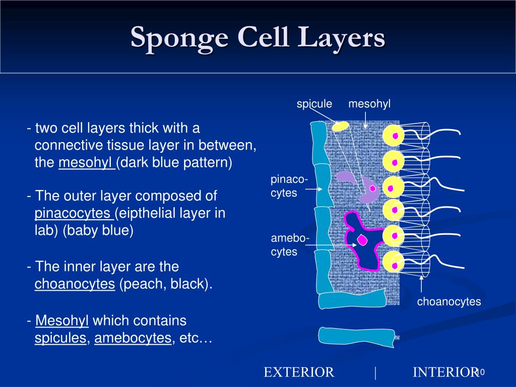 PPT Simple Invertebrates Sponges, Cnidarians, Flatworms, Roundworms