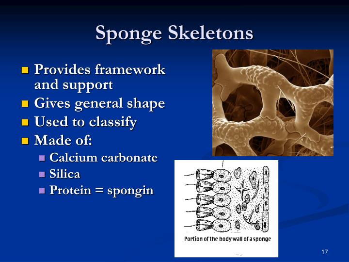 PPT Simple Invertebrates Sponges, Cnidarians, Flatworms, Roundworms