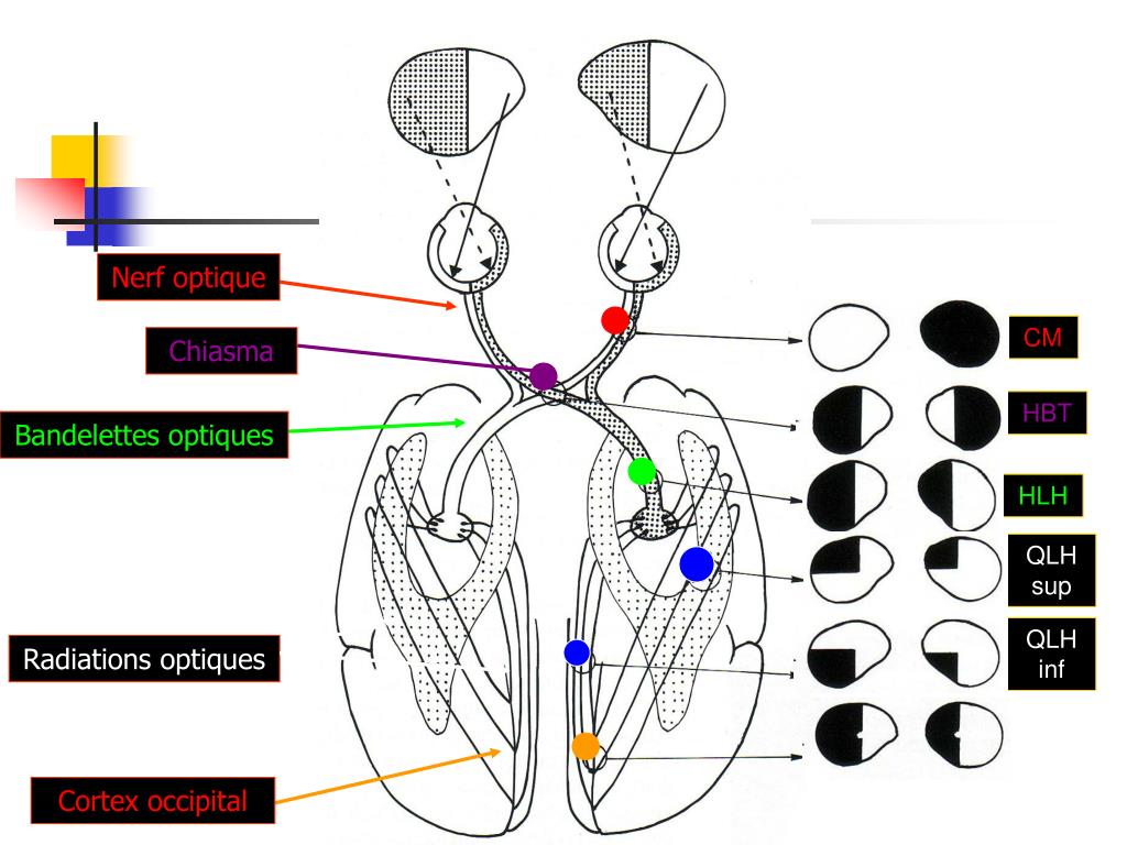 PPT Nerfs crâniens PowerPoint Presentation, free download ID5455880