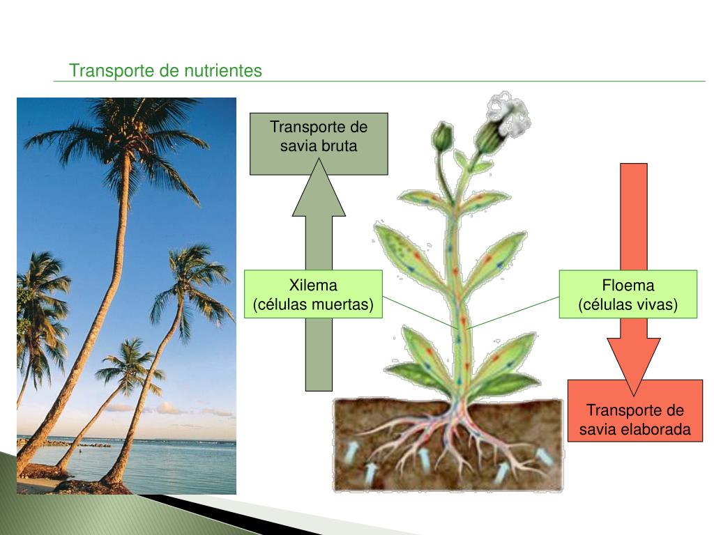 PPT La célula y la Función de Nutrición PowerPoint Presentation, free