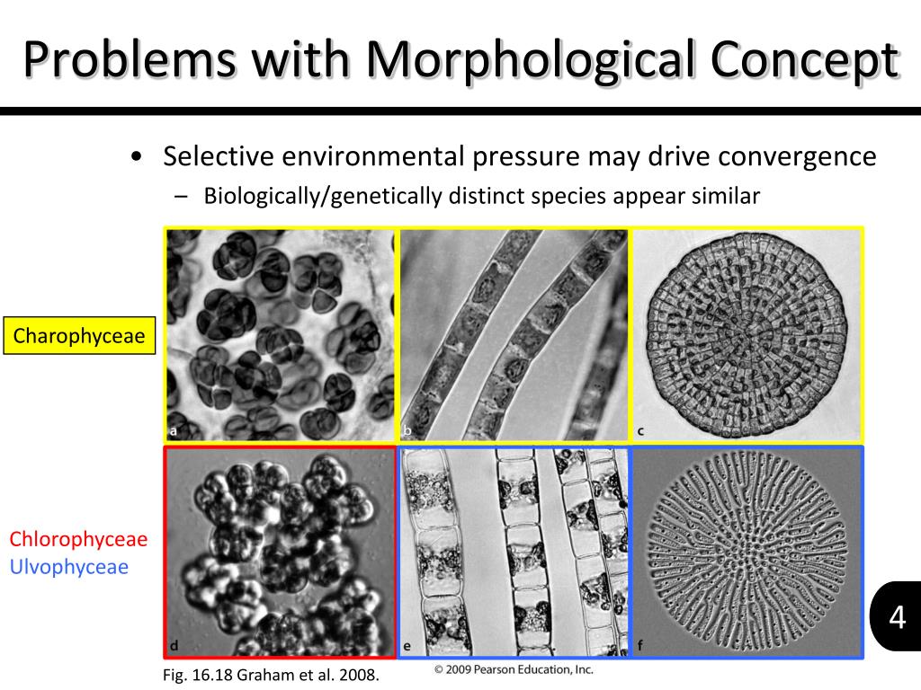 PPT Introduction to the Classification of Green Algae PowerPoint
