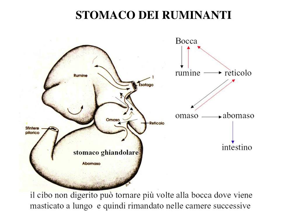 PPT BIOCHIMICA DEL RUMINE PowerPoint Presentation, free download ID