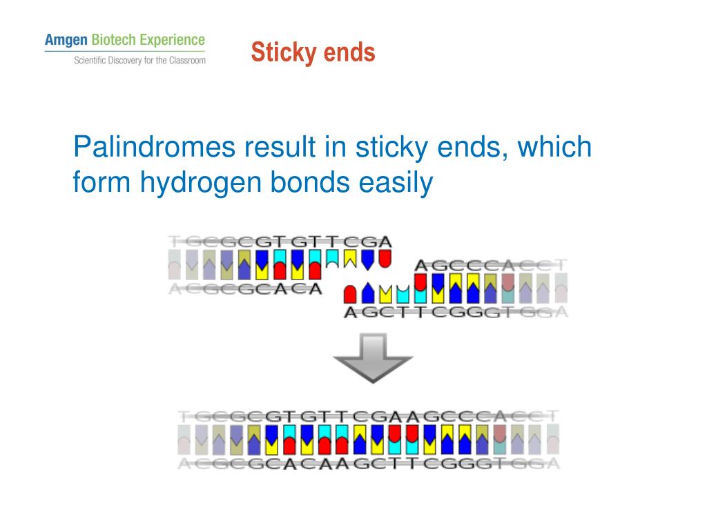PPT Restriction Enzymes Lecture PowerPoint Presentation, free