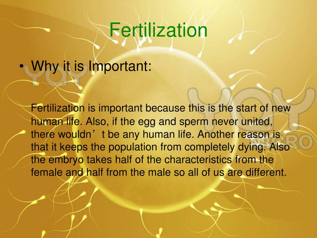 PPT Menstrual Cycle/ Ovulation/ Menstruation, Spermatogenesis and