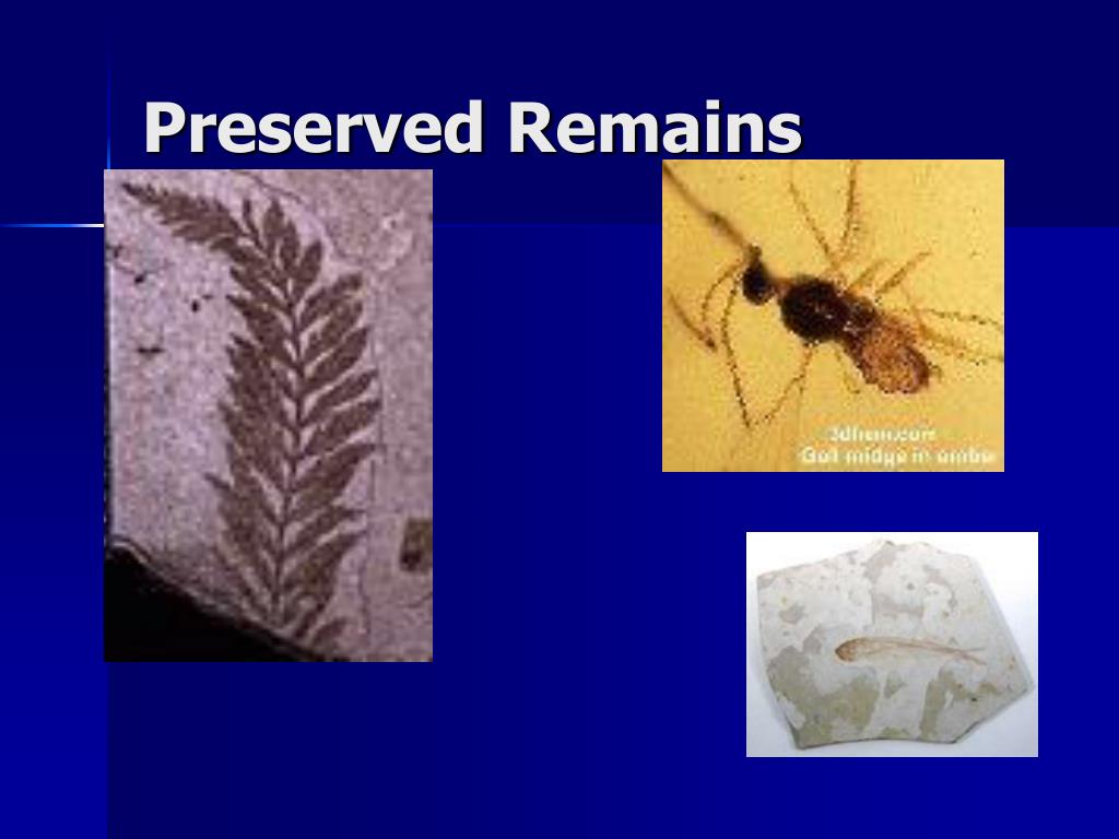 PPT Fossils PowerPoint Presentation, free download ID5466620