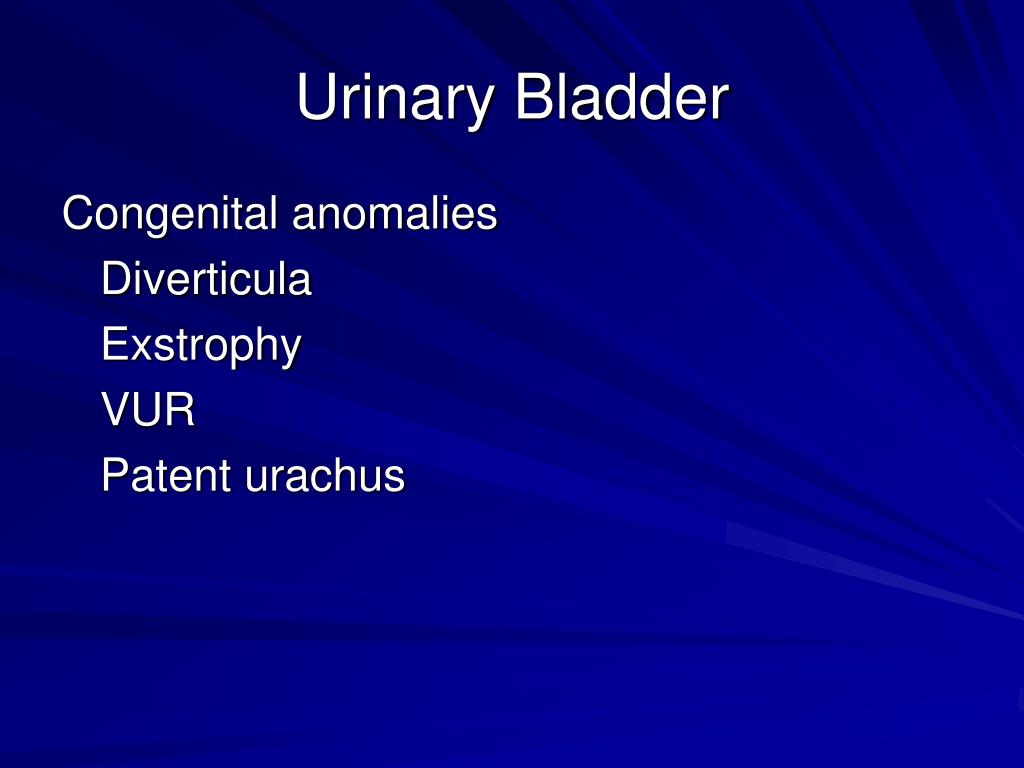 PPT The Lower Urinary System and Male Genital System PowerPoint