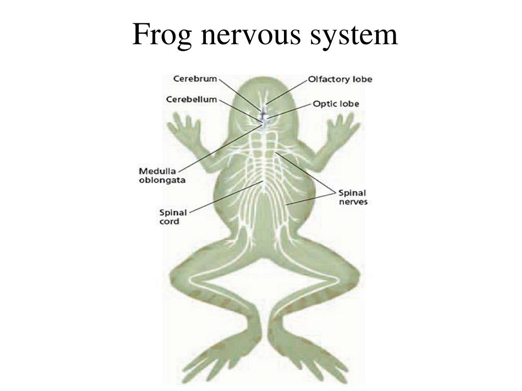 PPT Class Amphibians (Chapter 40) The name amphibian means "double