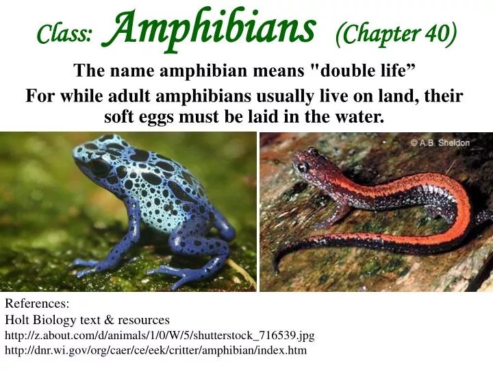 PPT Class Amphibians (Chapter 40) The name amphibian means "double