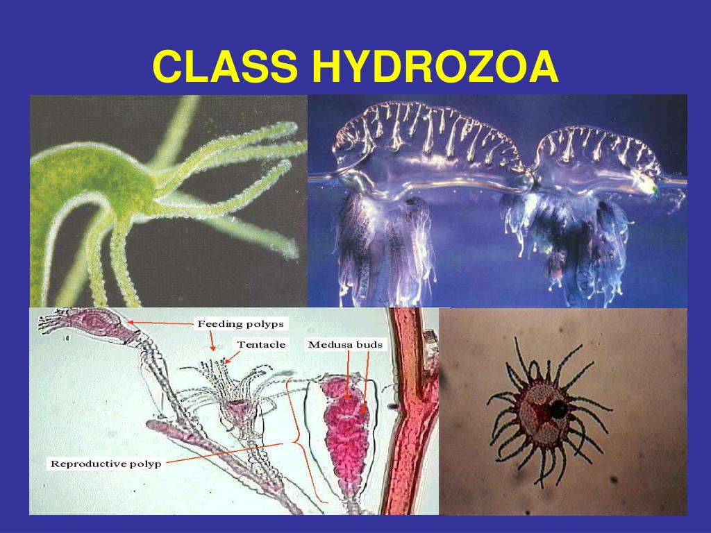 PPT Major Animal Phyla PowerPoint Presentation, free download ID