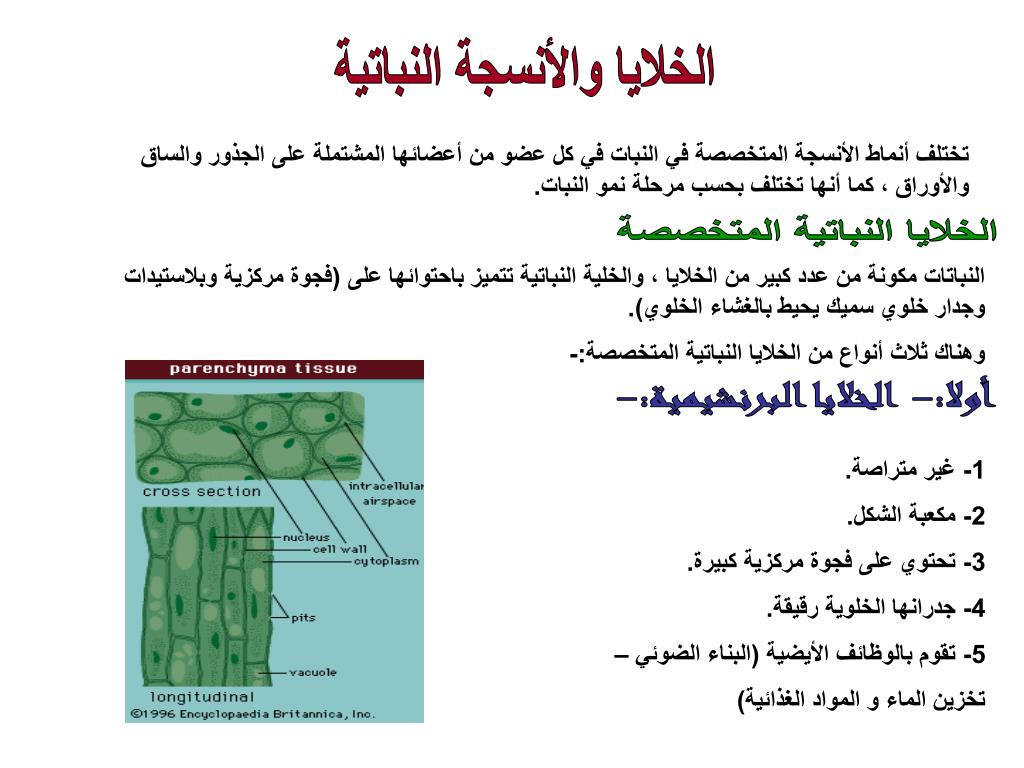 انواع الخلايا النباتية