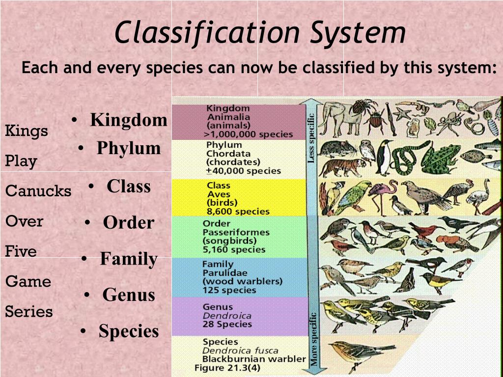 PPT Classification of Living Things PowerPoint Presentation, free