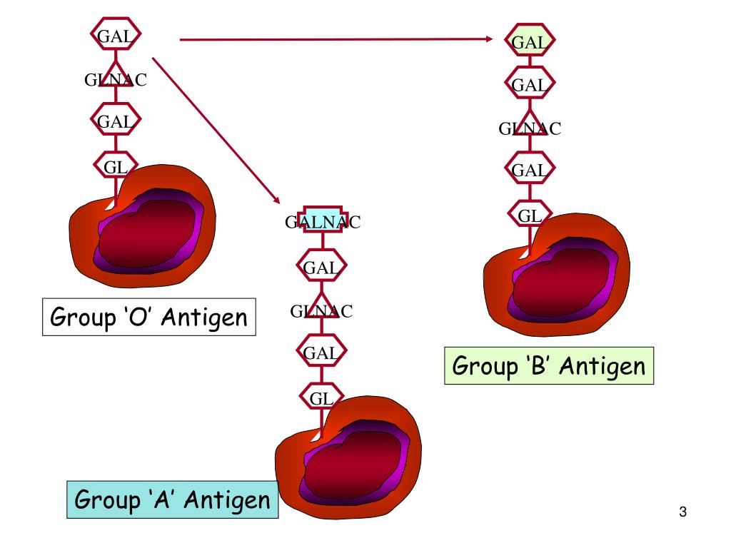 PPT Donor ABO Blood Grouping Discrepancies PowerPoint Presentation, free download ID5474840