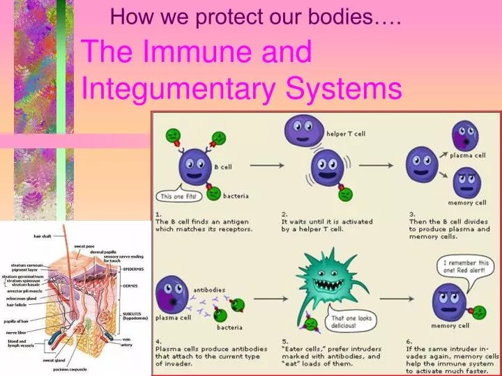 PPT The Immune and Integumentary Systems PowerPoint Presentation