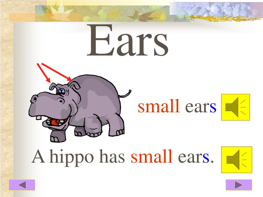 PPT Unit 7 At the zoo PowerPoint Presentation, free download ID5482407