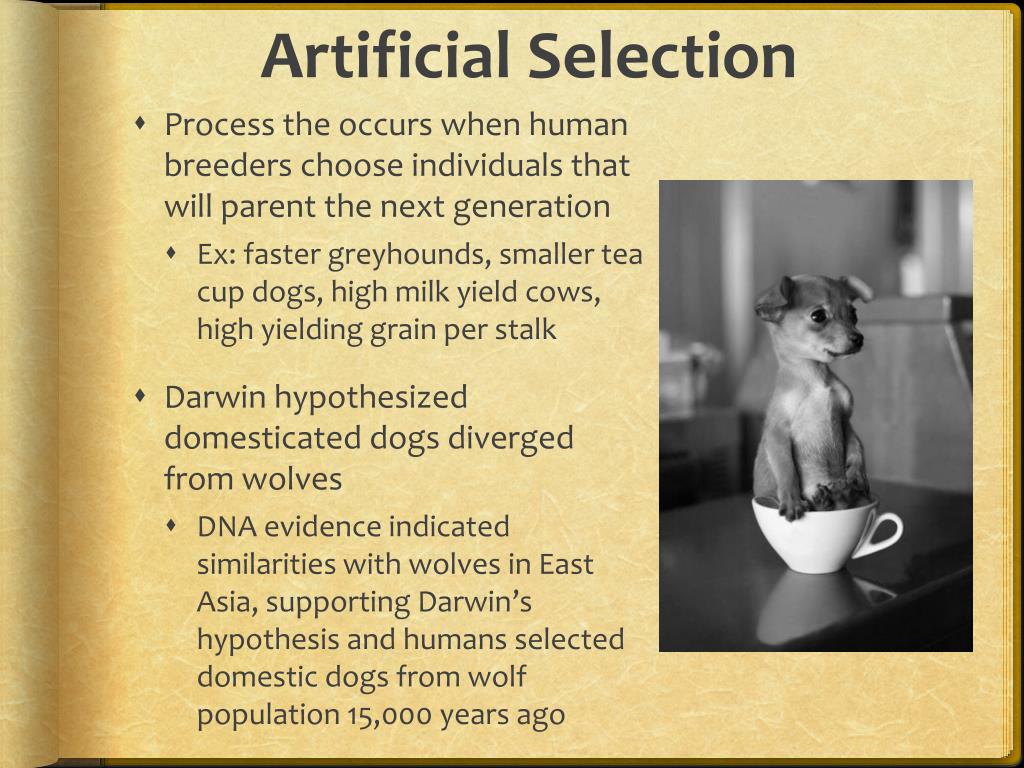 PPT Theory of Evolution PowerPoint Presentation, free download ID