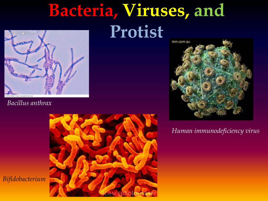 PPT Bacteria , Viruses, and Protist PowerPoint Presentation, free