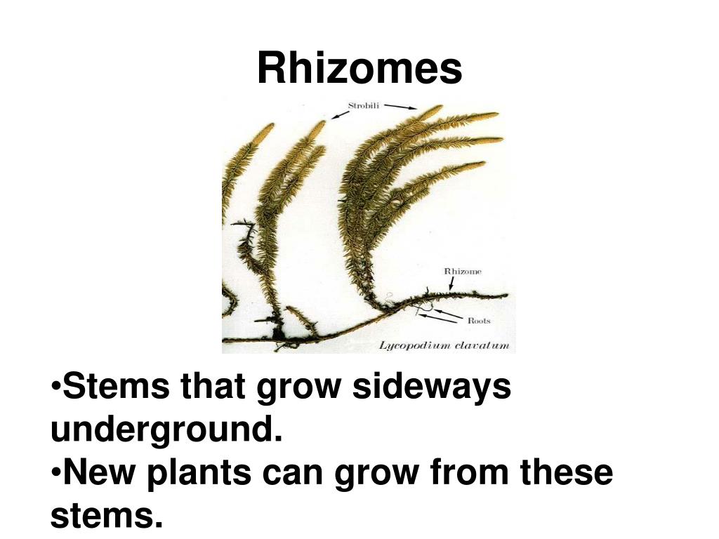 PPT Who thinks they can define Reproduction? PowerPoint Presentation