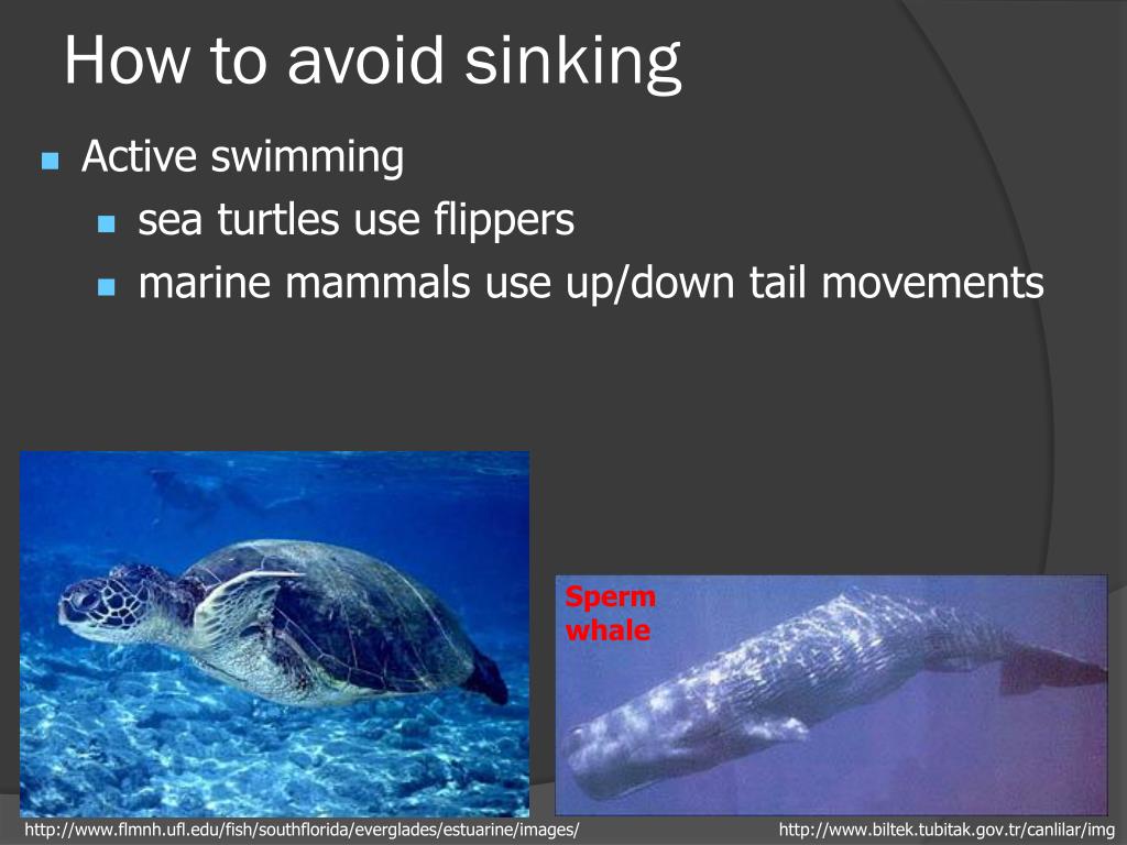 PPT CHAPTER 14 Animals of the Pelagic Environment PowerPoint